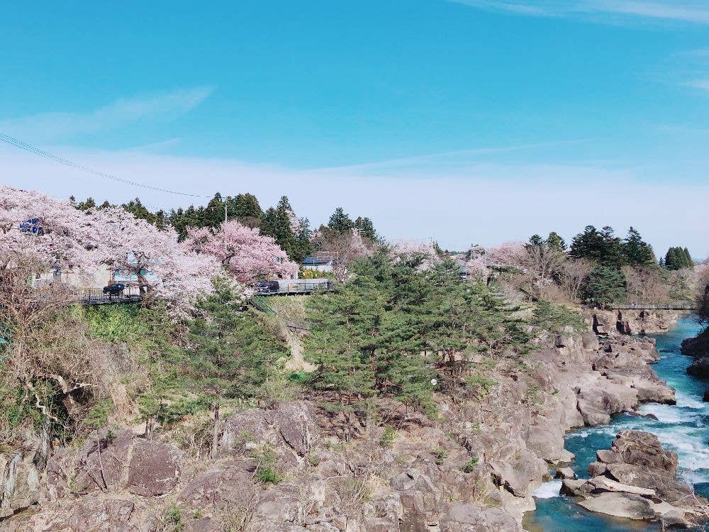 厳美渓の桜