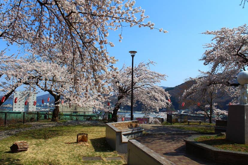薬師公園の桜