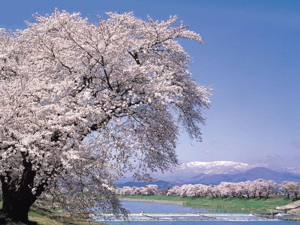 白石川堤一目千本桜