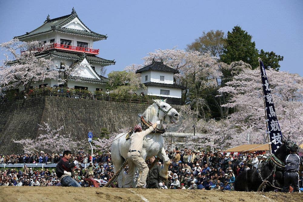 涌谷町城山公園の桜