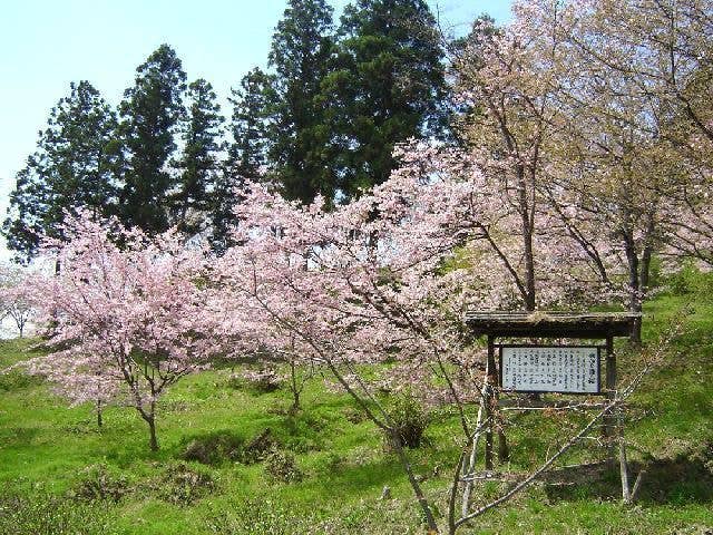 館山公園の桜