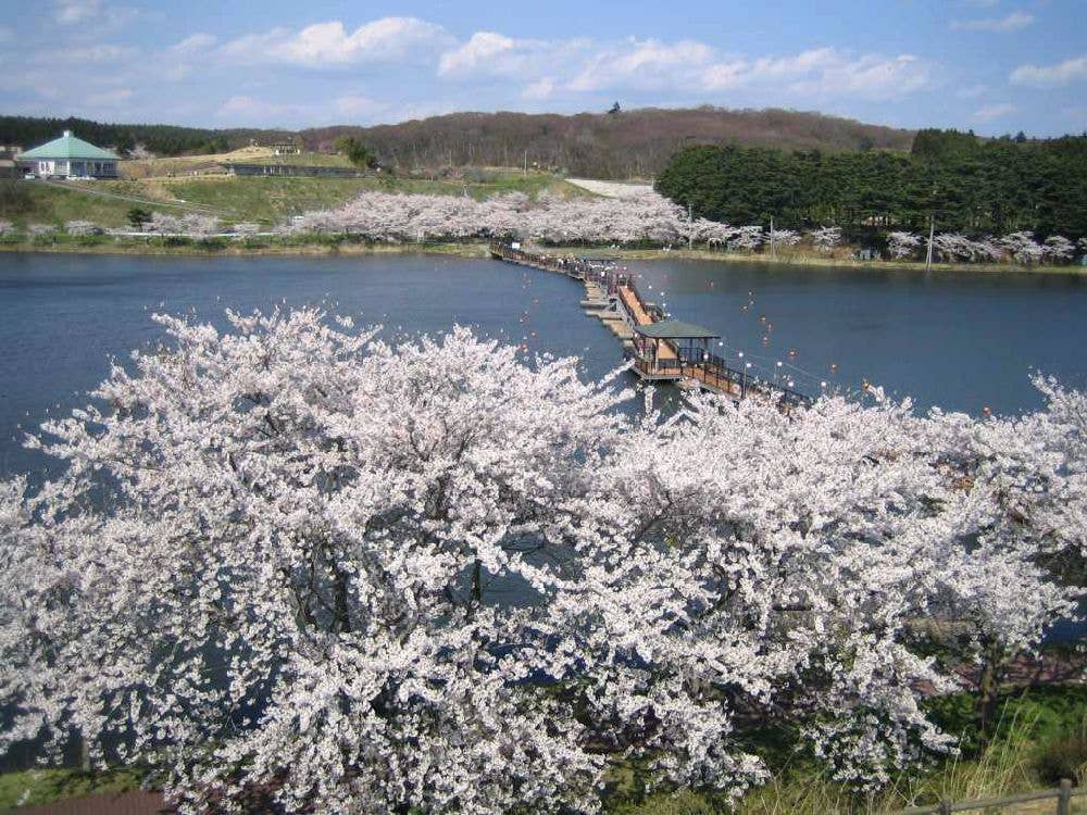 平筒沼ふれあい公園の桜