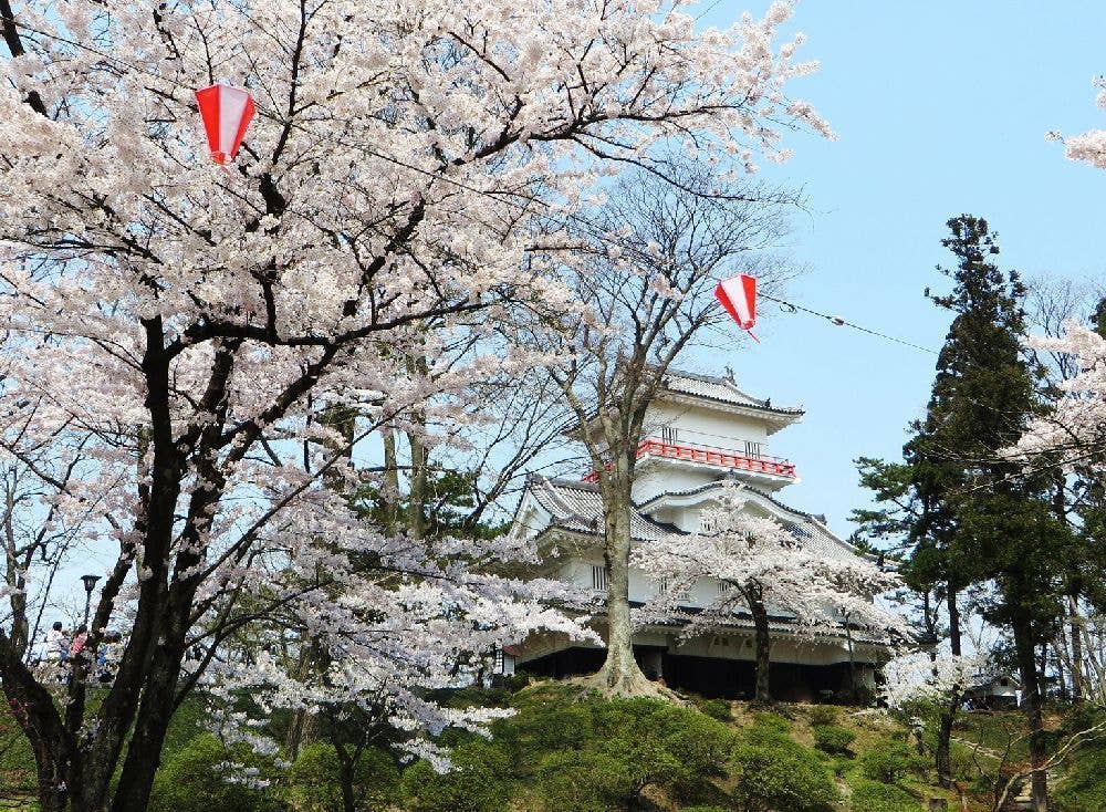 千秋公園の桜