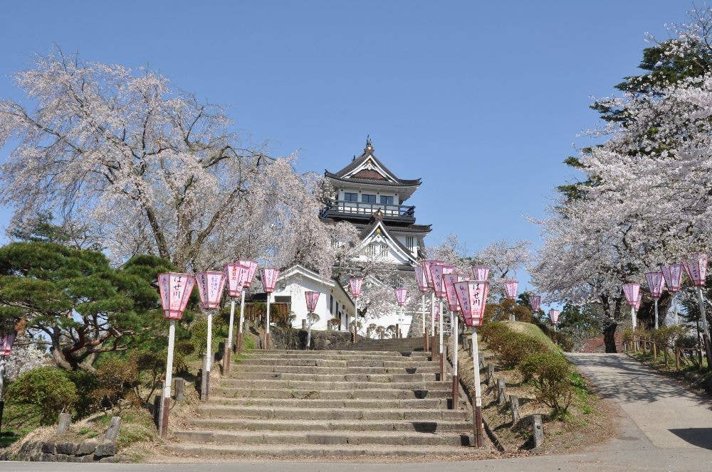 横手公園の桜