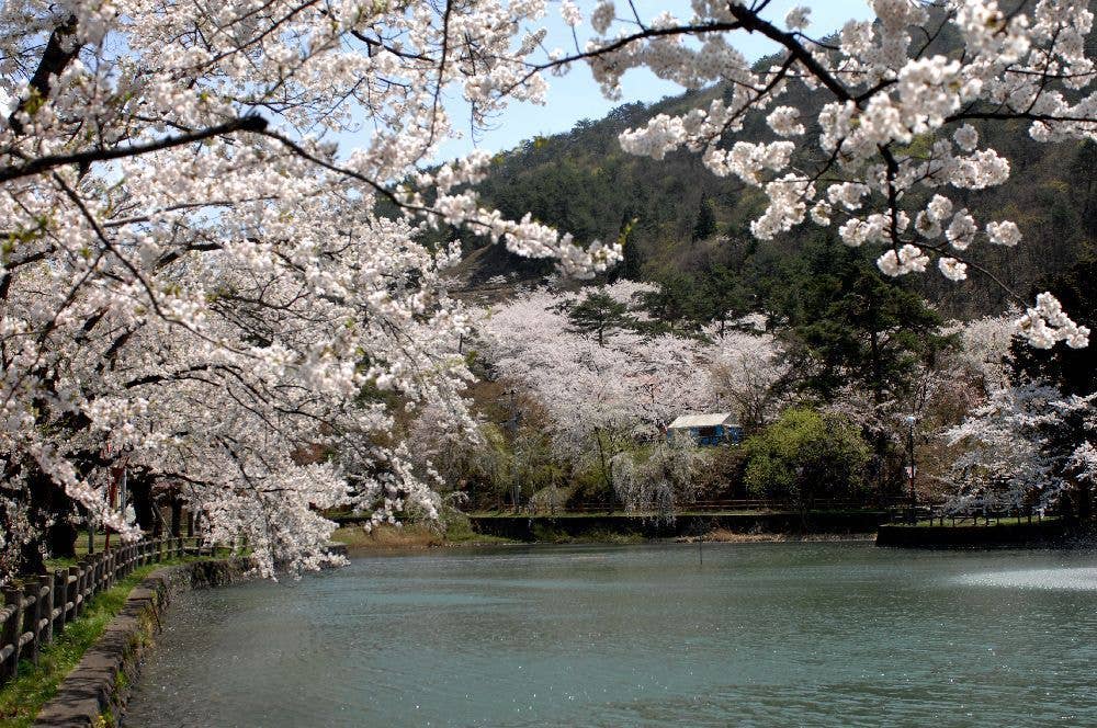 真人公園の桜