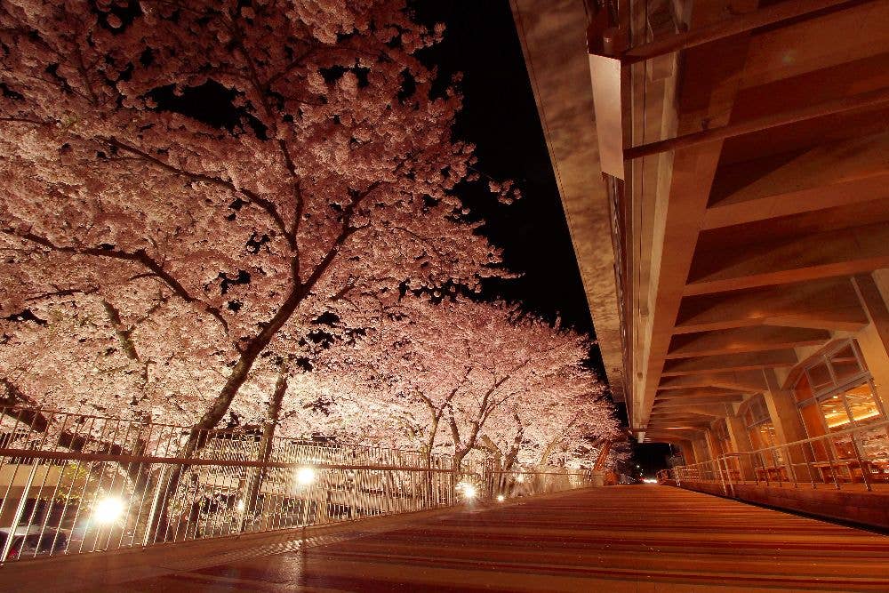 能代市役所　さくら庭の桜