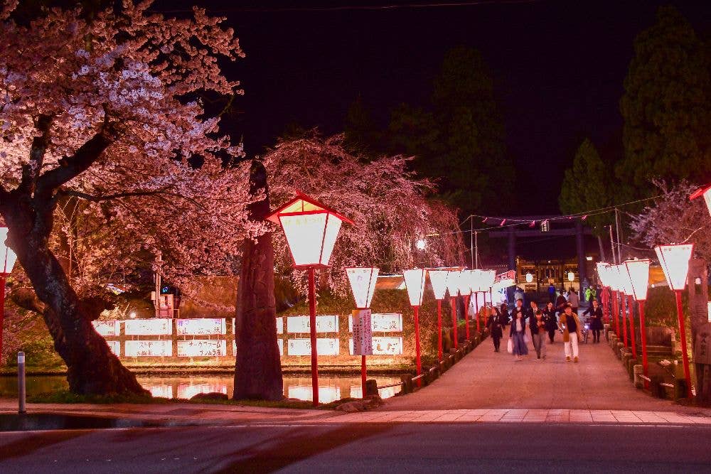 最上公園の桜