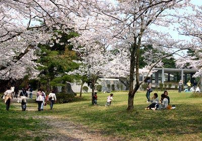 みゆき公園の桜