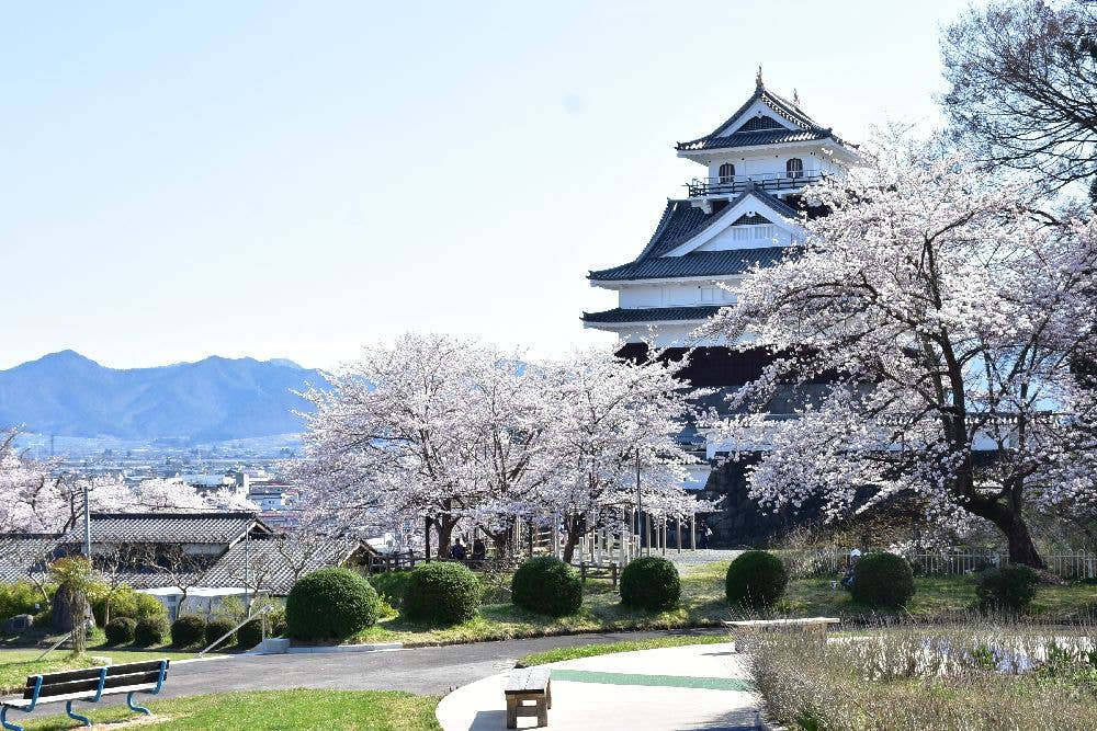 月岡公園の桜