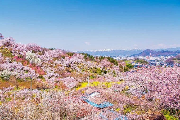 花見山公園の桜