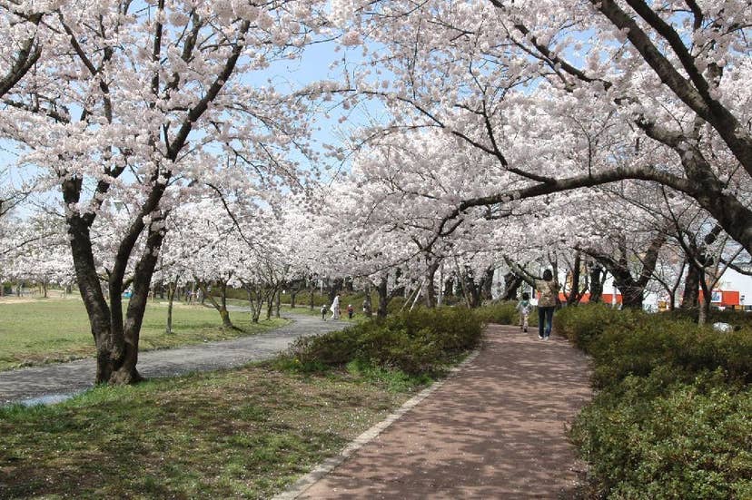 開成山公園･開成山大神宮の桜