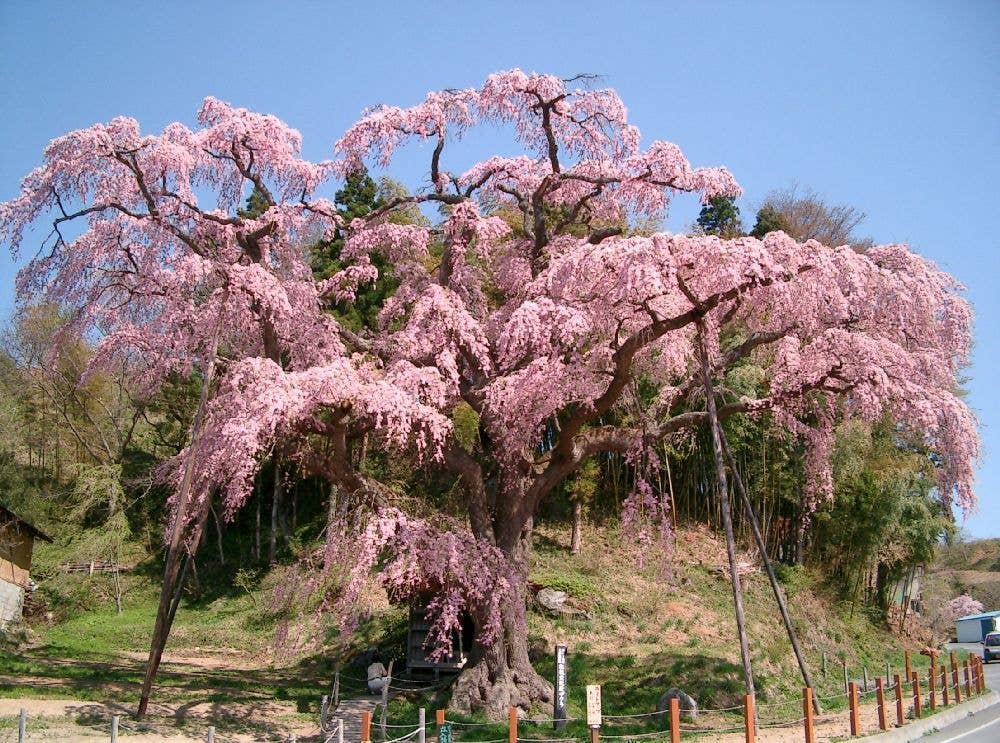 紅枝垂地蔵ザクラ