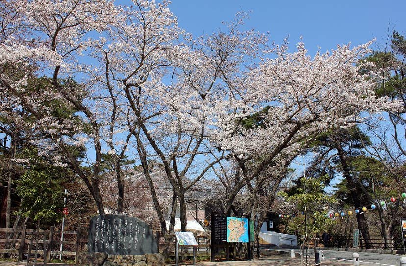 勿来の関公園の桜