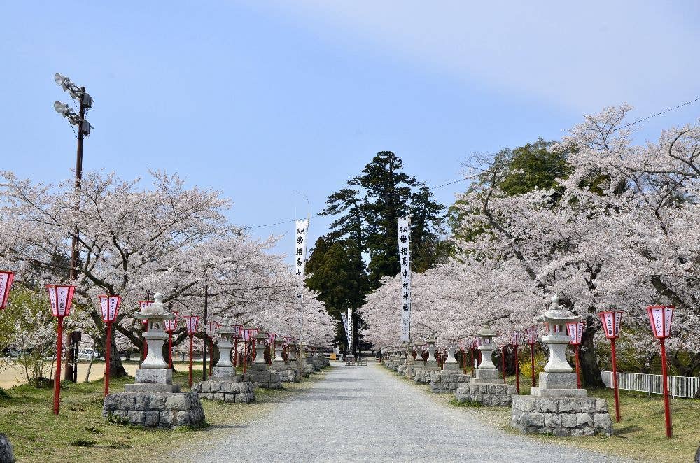 馬陵公園（中村城跡）の桜