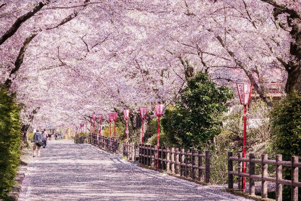 岳温泉の桜