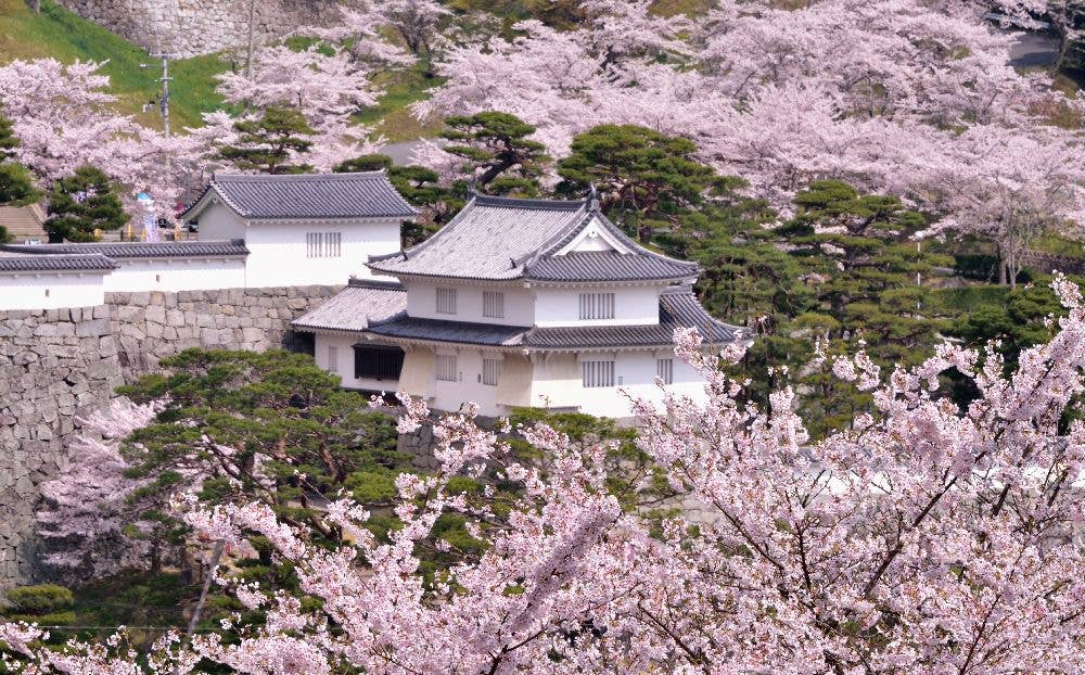 霞ヶ城公園（二本松城跡）の桜