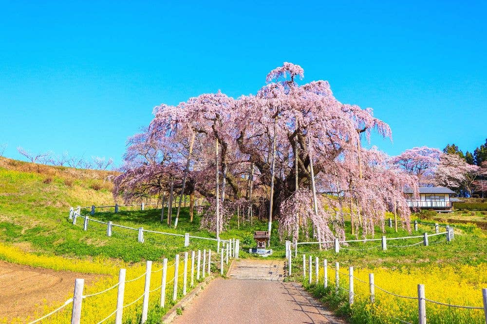 三春滝桜