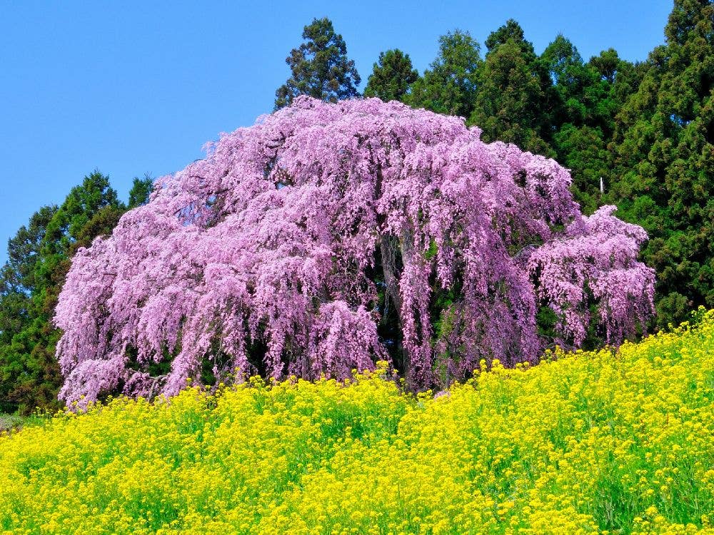 合戦場のしだれ桜