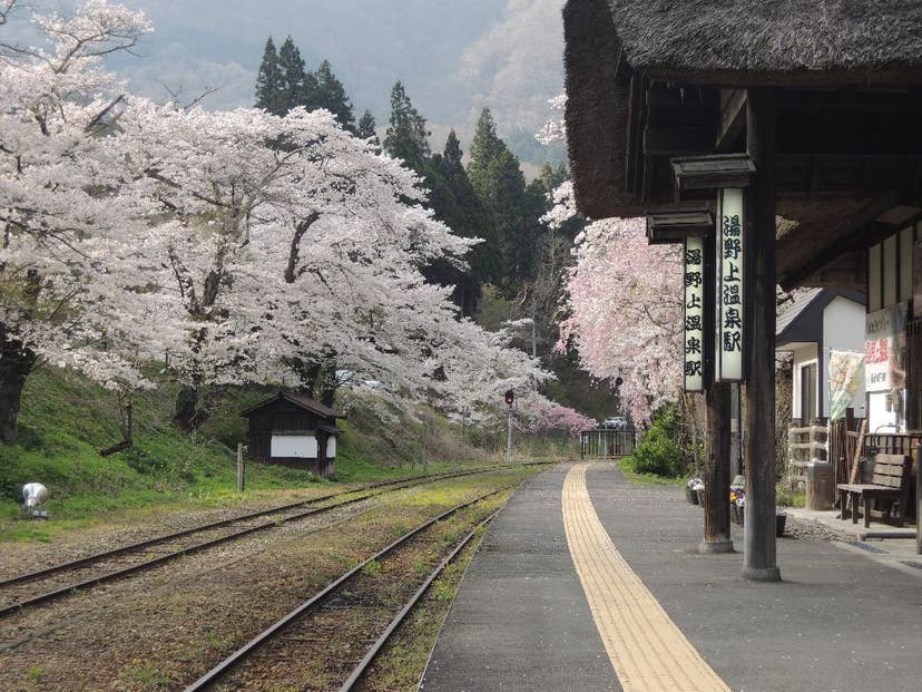 湯野上温泉駅の桜