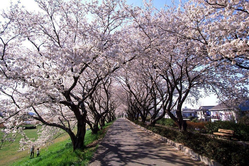 桜川の桜
