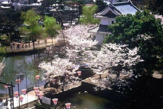 亀城公園の桜