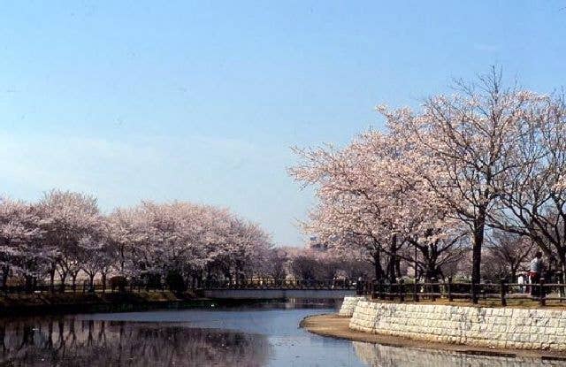 乙戸沼公園の桜