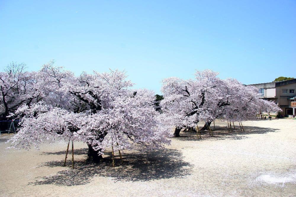 真鍋の桜（真鍋小学校）