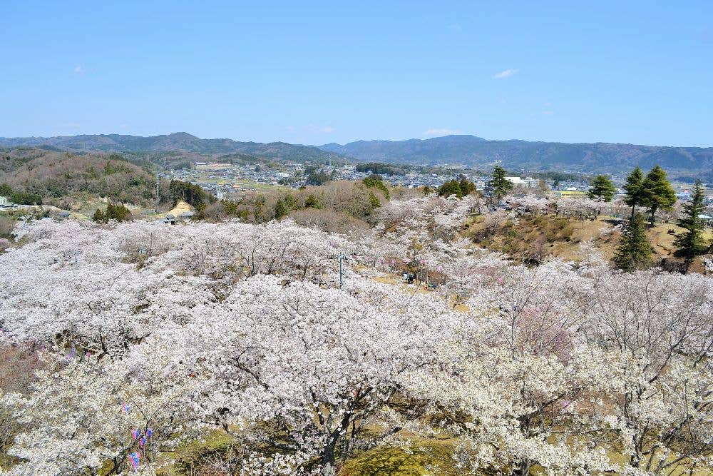 西山公園の桜