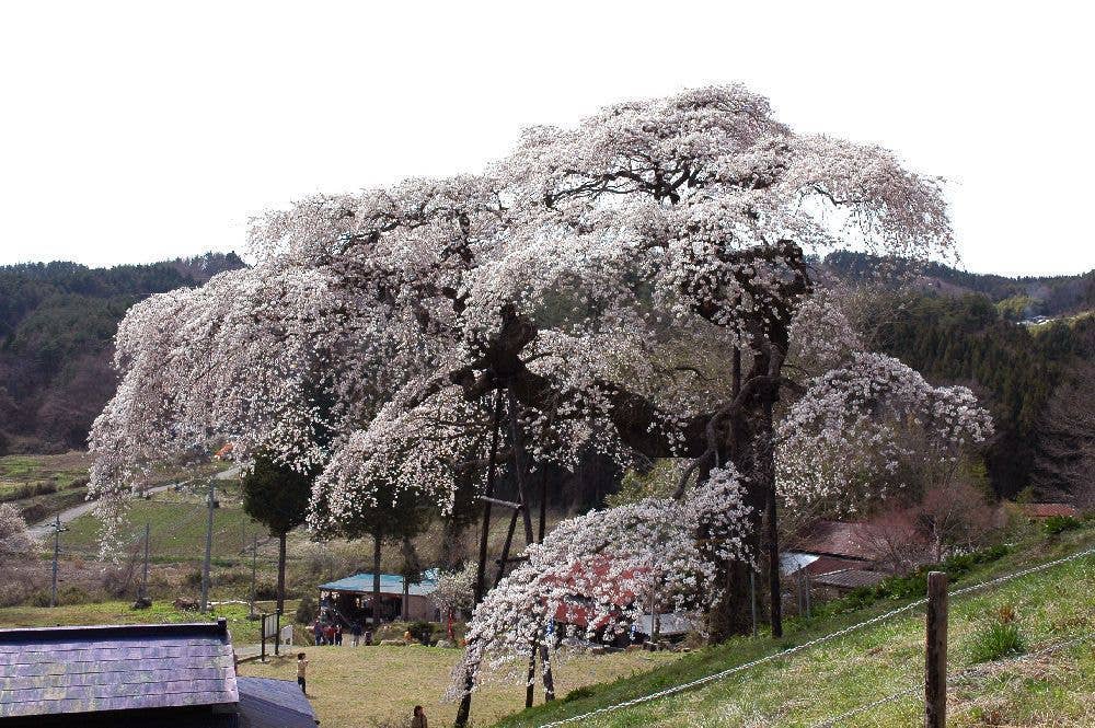 外大野しだれ桜