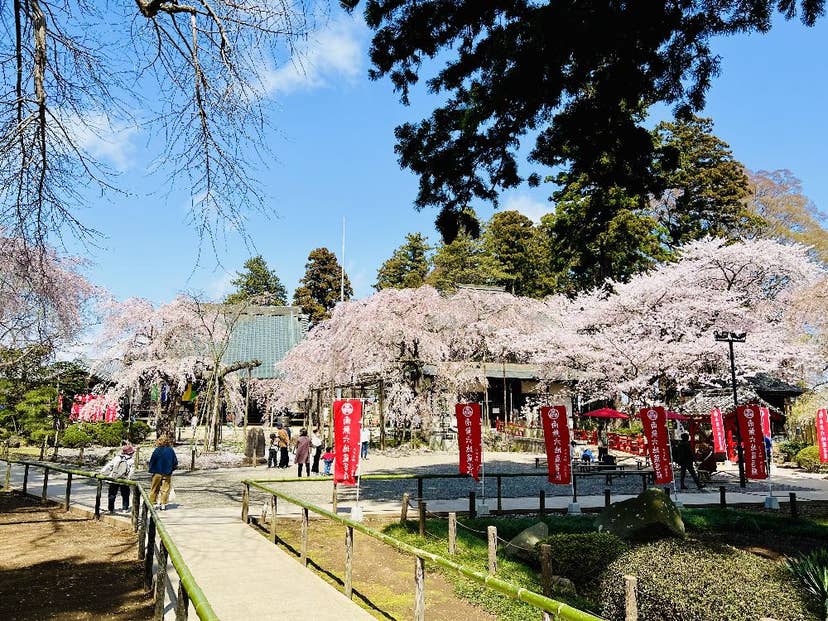 水戸大師　六地蔵寺の桜