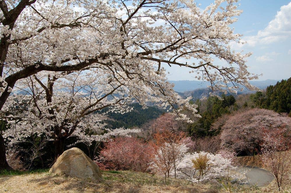 沓掛峠の山桜群