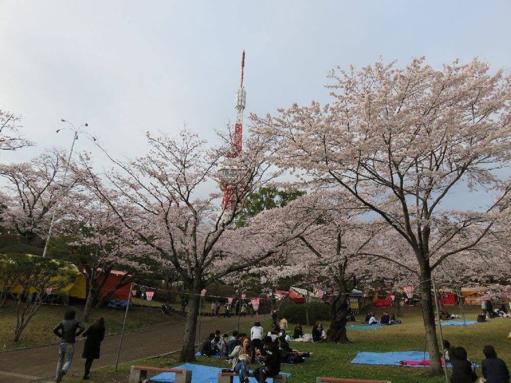 八幡山公園の桜