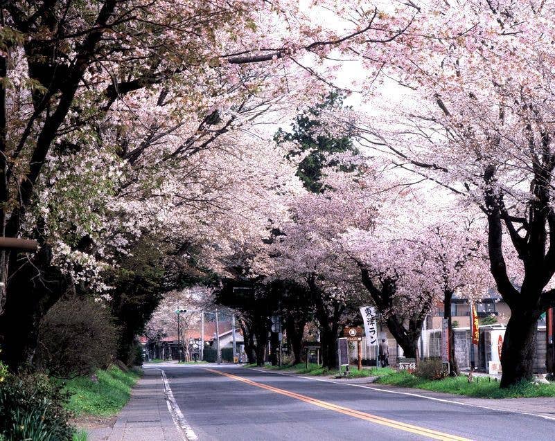 日光街道桜並木