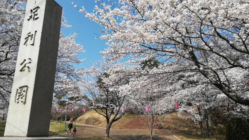 足利公園の桜