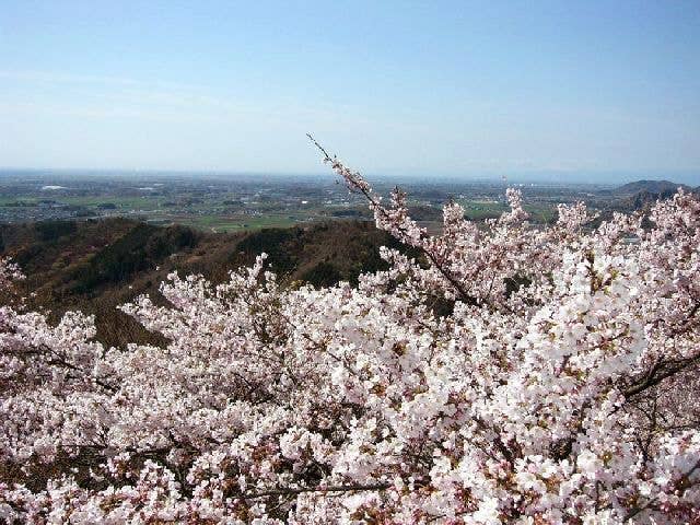 太平山県立自然公園の桜