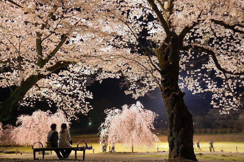 長峰公園の桜