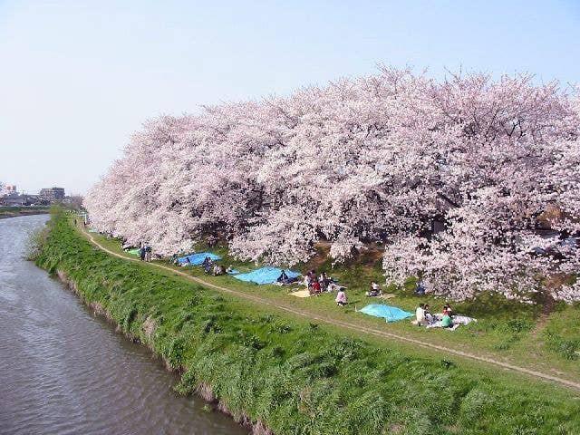 北越谷元荒川桜堤