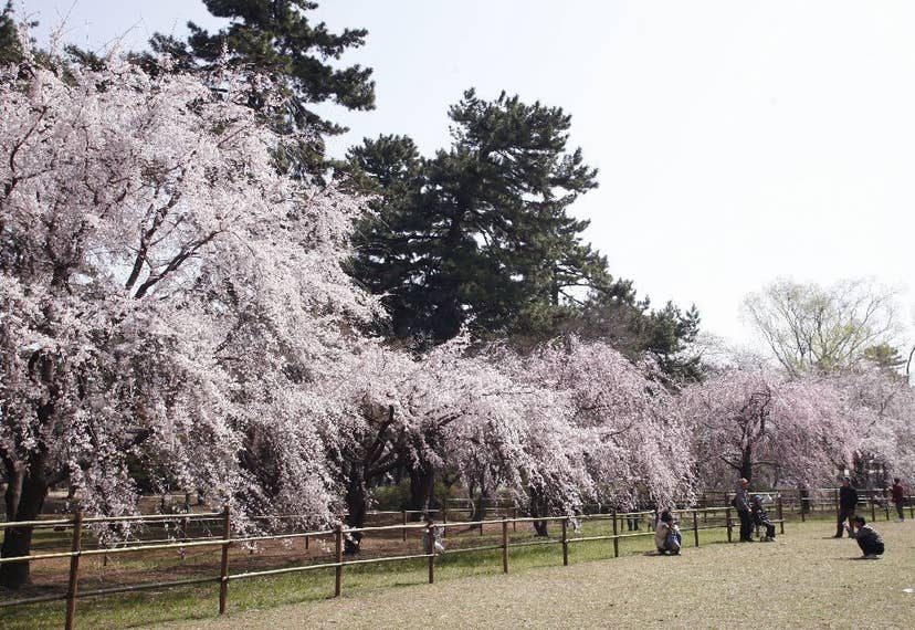 敷島公園の桜