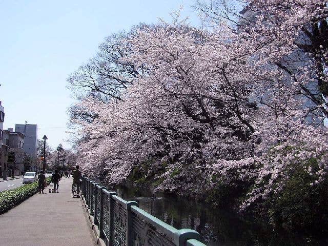 高崎城址公園の桜