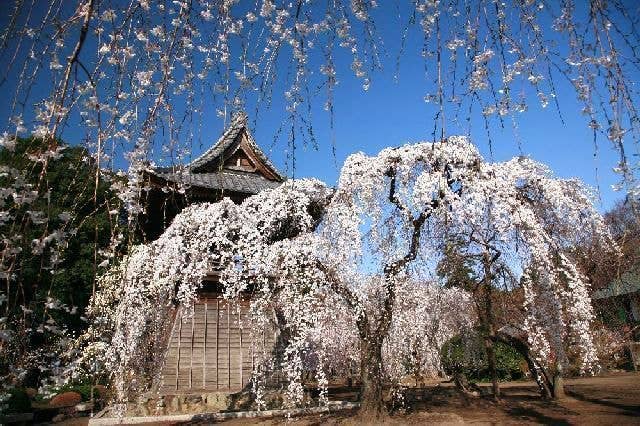 慈眼寺の桜