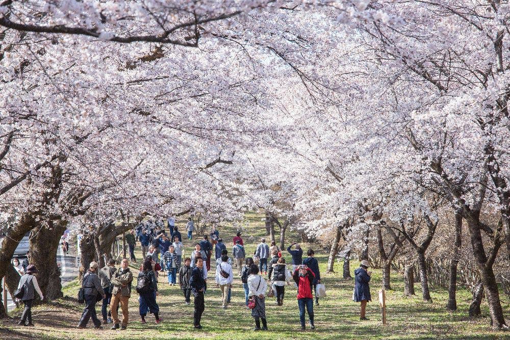 赤城南面千本桜