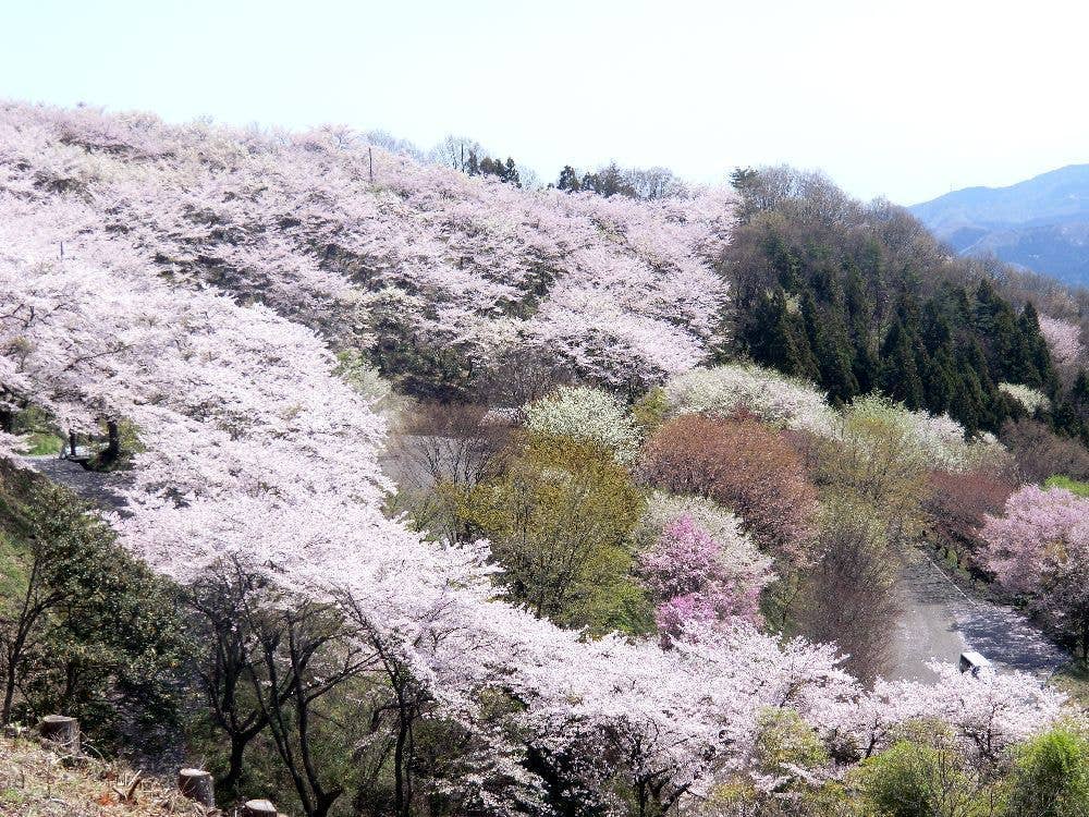 桜山森林公園の桜