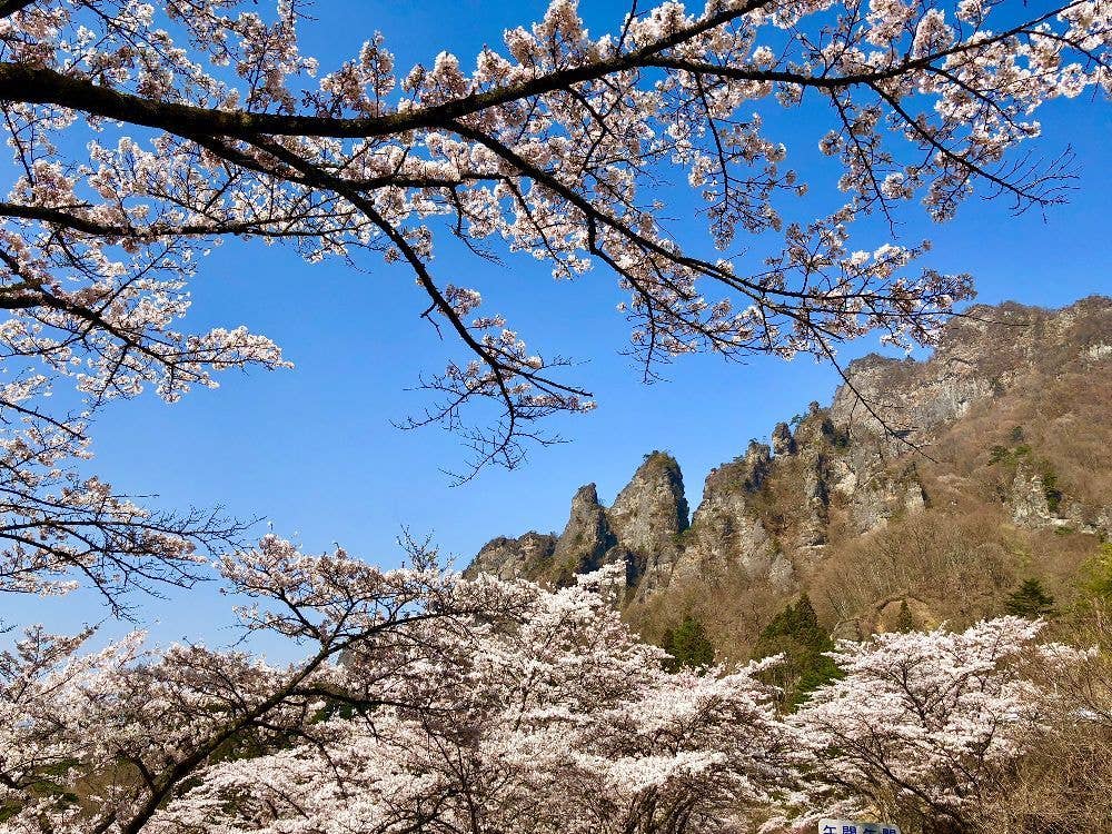 さくらの里の桜