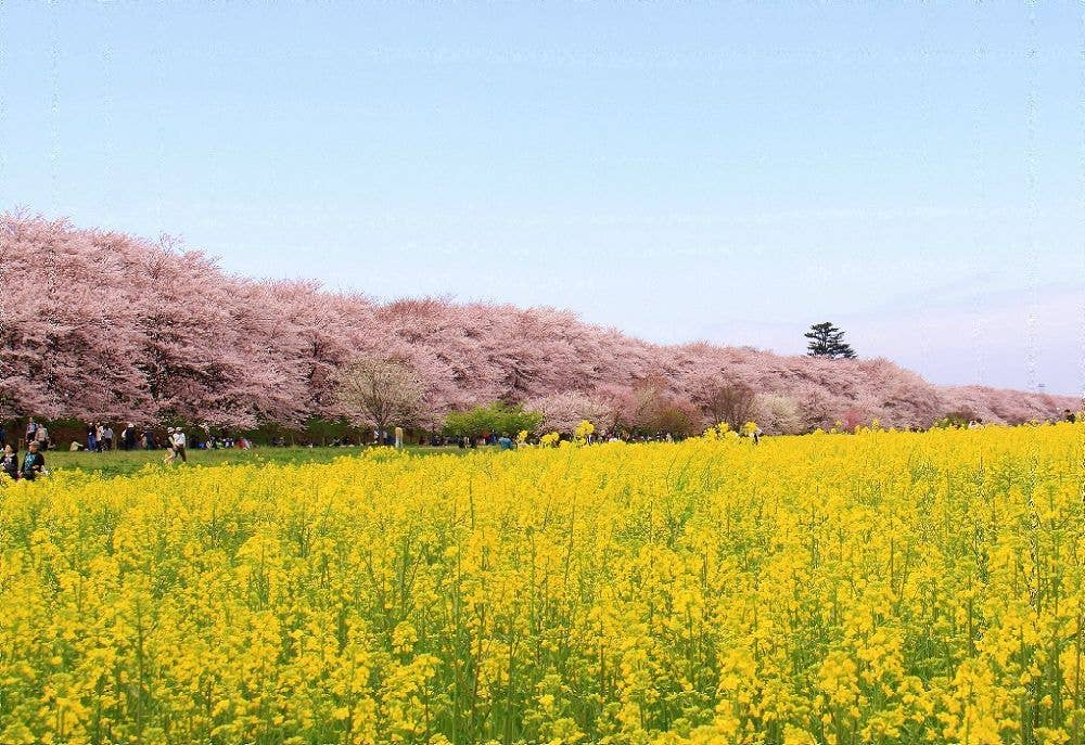 幸手権現堂桜堤（県営権現堂公園）