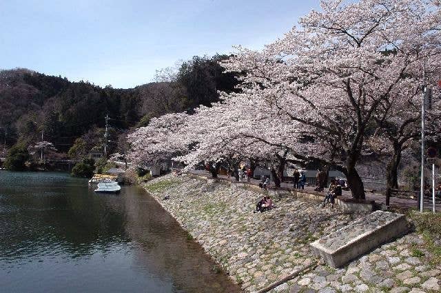 鎌北湖の桜