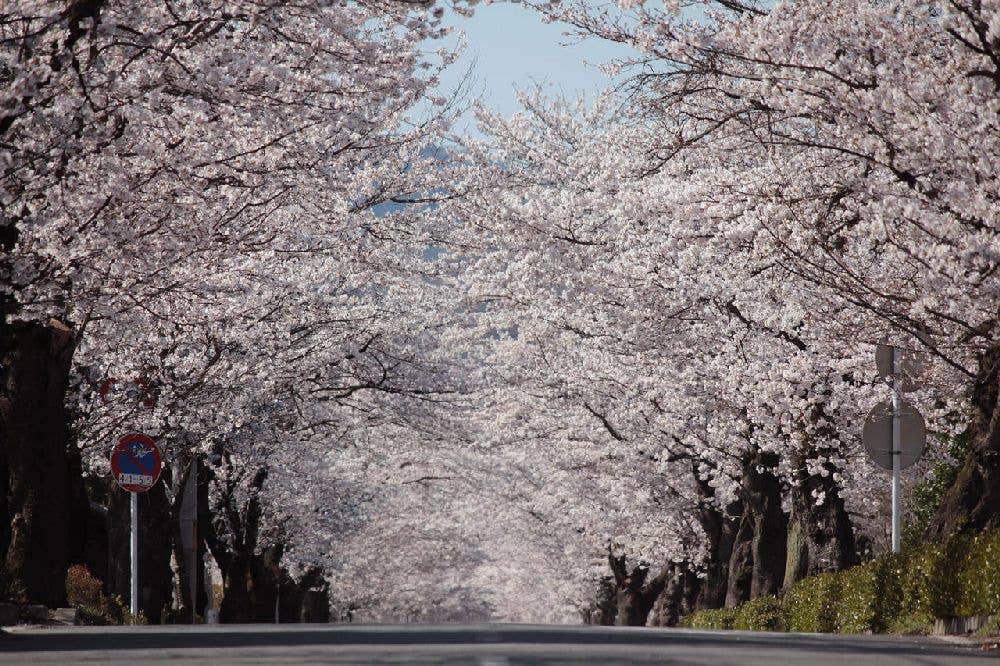 長瀞の桜