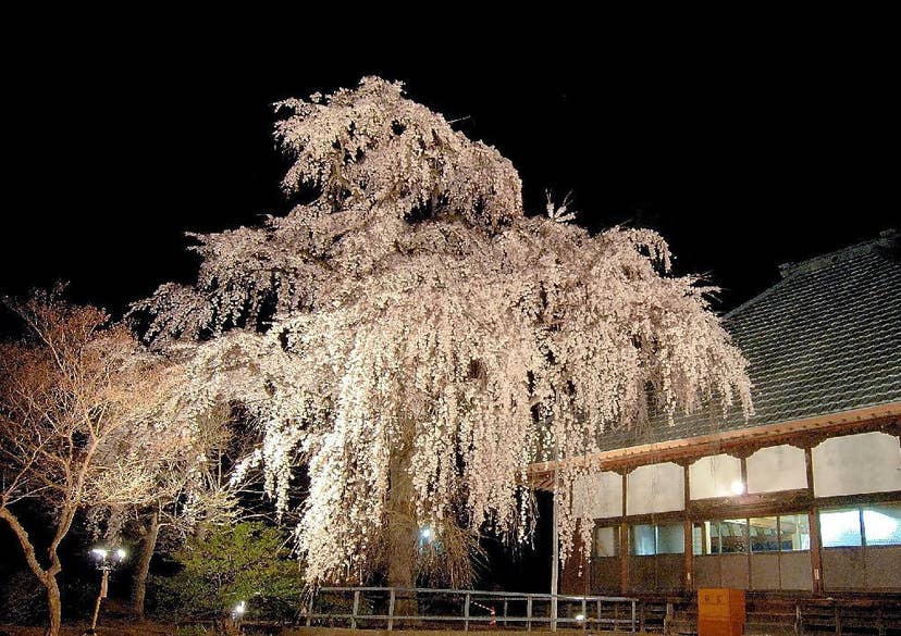 慈眼寺のシダレザクラの桜