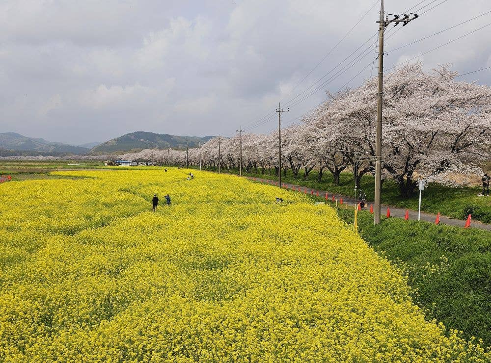 都幾川桜堤