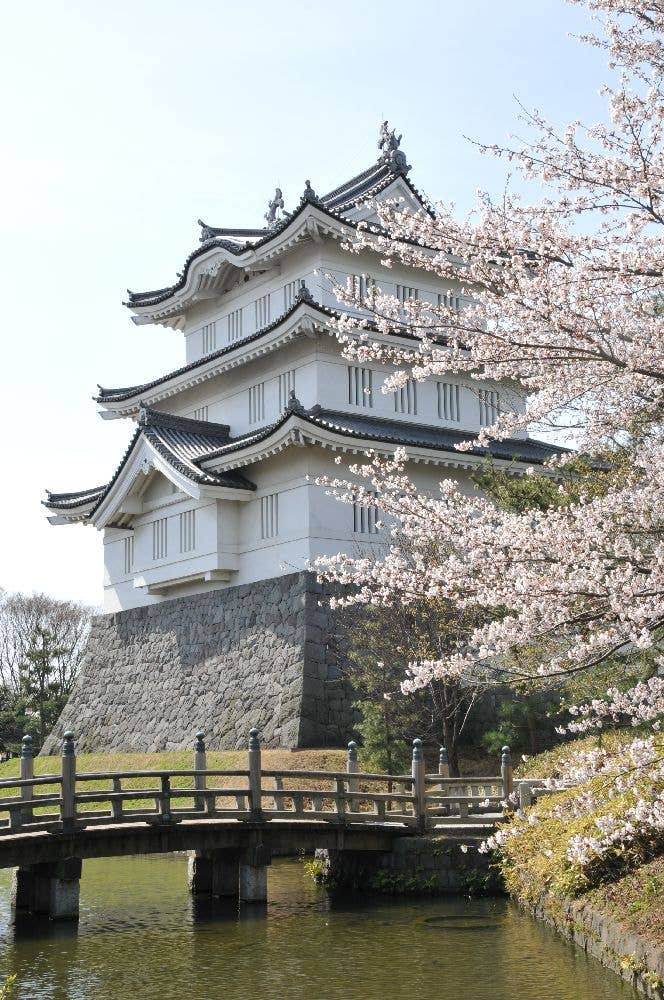 忍城址の桜