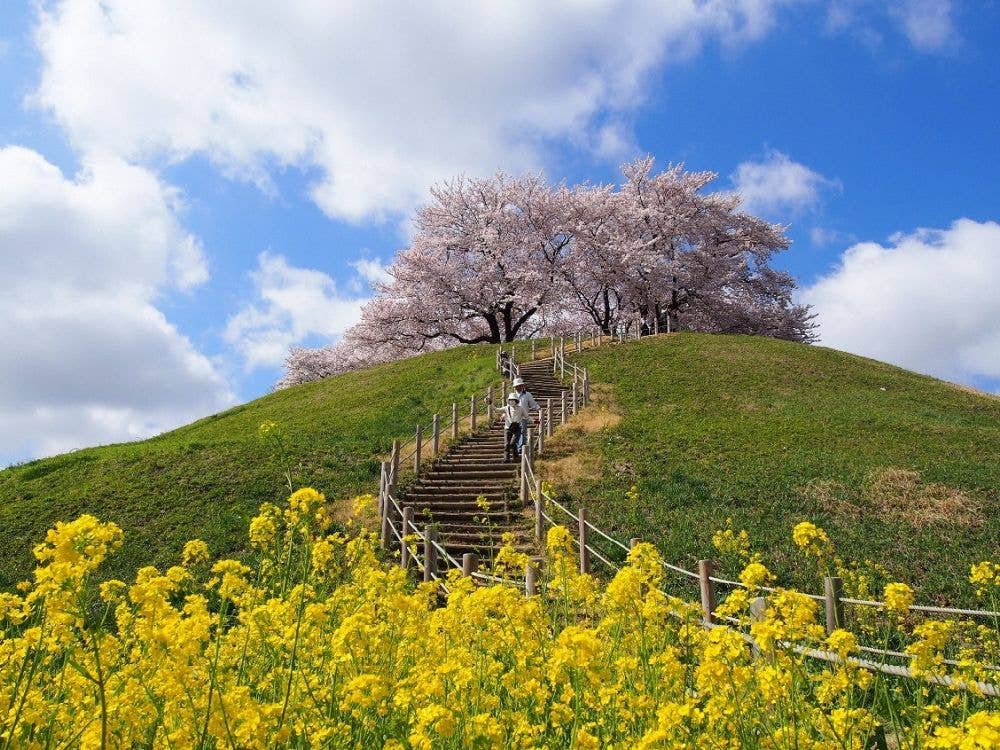 丸墓山古墳（さきたま古墳群）の桜